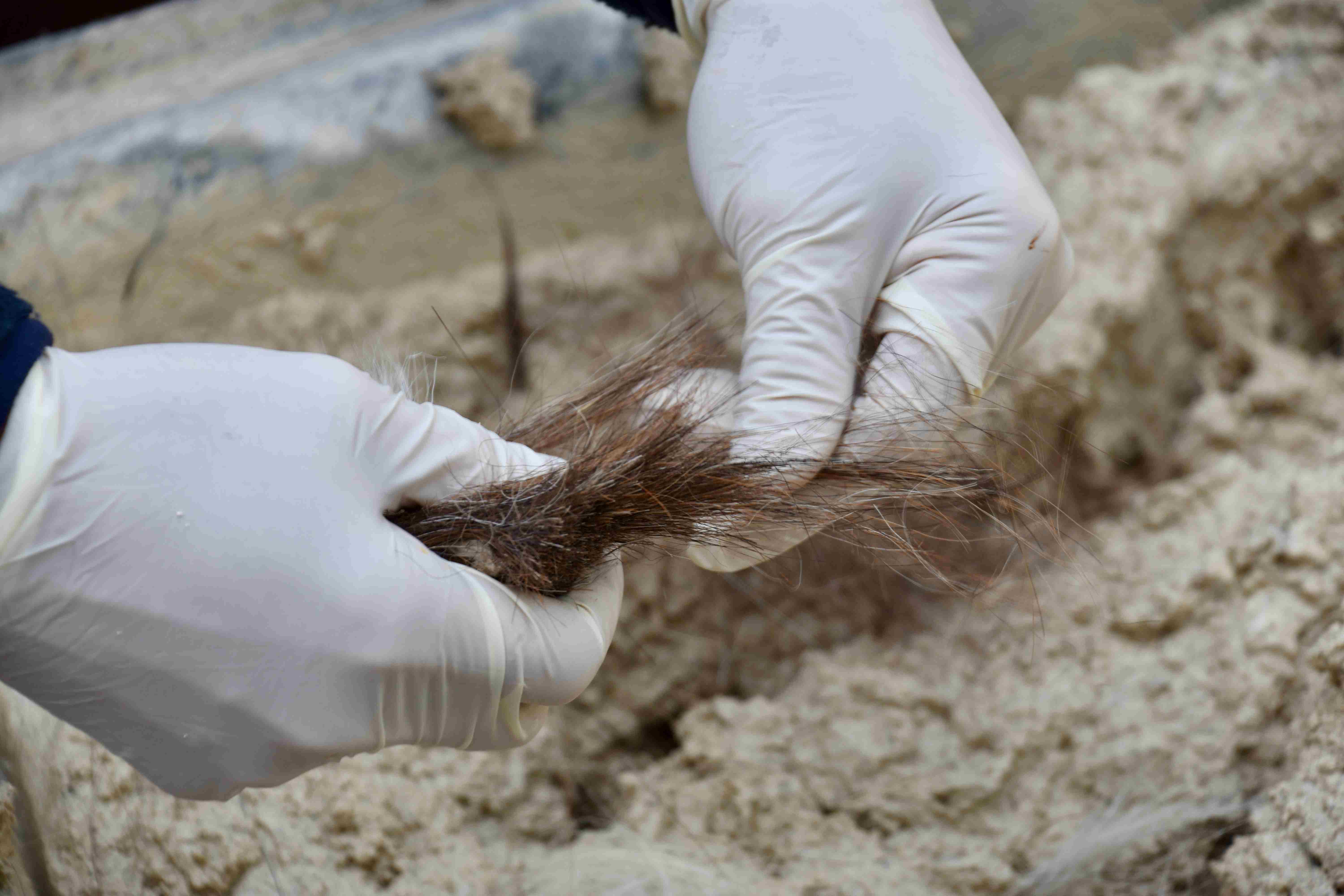 An Introduction to Plain Lime Plastering